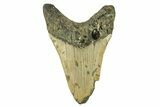 Serrated, Fossil Megalodon Tooth - North Carolina #295371-1